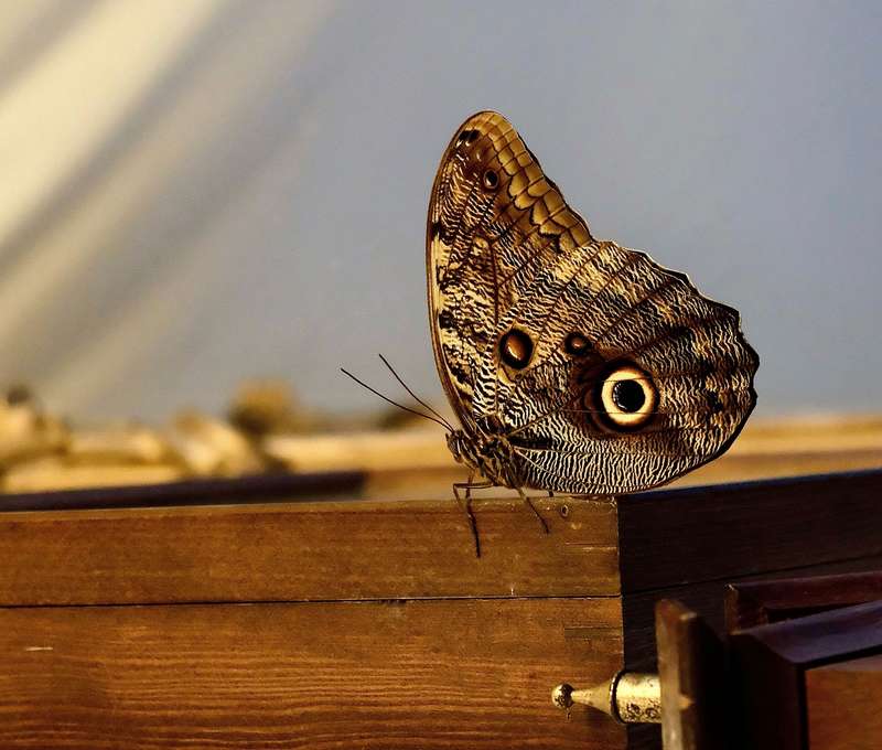 Navštívte exotické Living Butterfly Museum v Poľsku