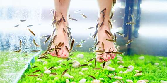 Biopedikúra rybičkami Garra Rufa / Košice - Juh