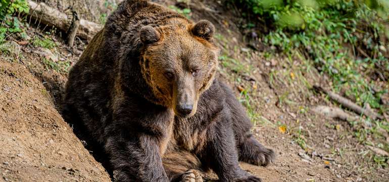 Zoologická záhrada Košice so svojimi zvieracími obyvateľmi