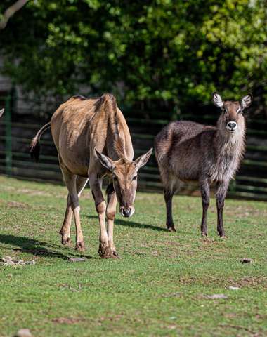 ZOO Košice je jedným z TOP 10 turistických cieľov na východnom Slovensku