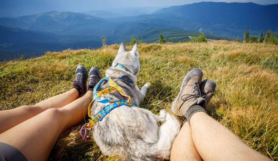 počas dovolenky so psom