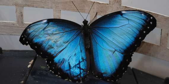 Living Butterfly Museum v Krakove ponúka tropický svet pre rodiny/Poľsko - Krakov
