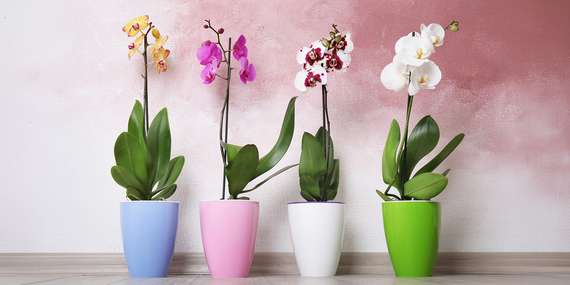 Kráľovstvo orchideí a tropická záhrada: jednodňový zájazd do Slovinska/Slovinsko