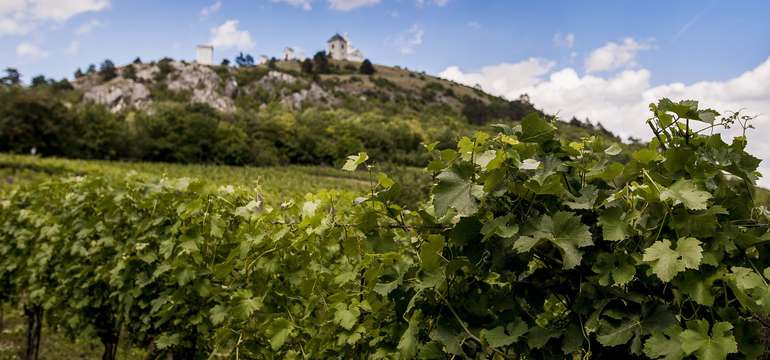Okolí hotelu je nádherné, nenechte si ujít procházku vinicemi