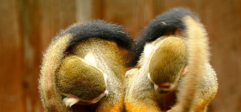Vstupenka do ZOO a Monkeylandu pre dospelých, detí aj dôchodcov