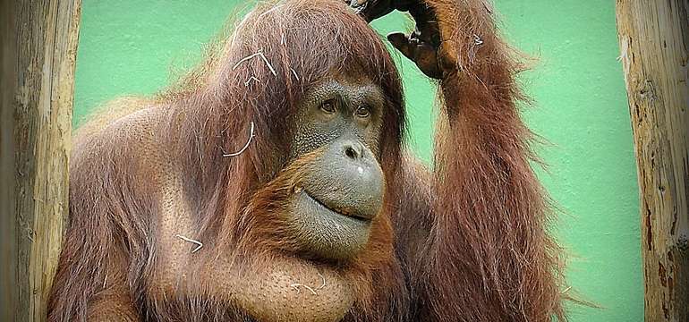 Vstupenka do ZOO a Monkeylandu pre dospelých, detí aj dôchodcov