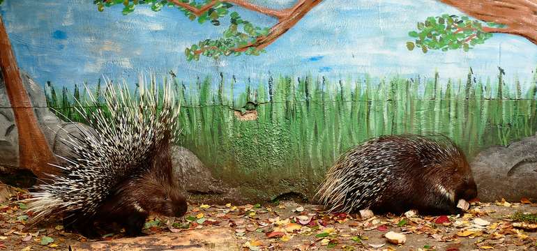 Vstupenka do ZOO a Monkeylandu pre dospelých, detí aj dôchodcov