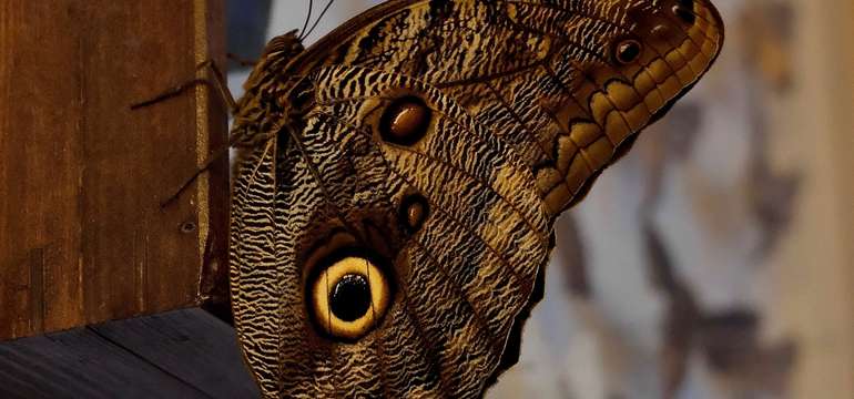 Navštívte exotické Living Butterfly Museum v Poľsku