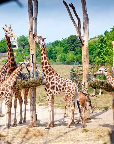 Návšteva pražskej ZOO je povinnou jazdou, ktorá vám vyplní program na celý deň