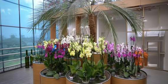 Kráľovstvo orchideí a tropická záhrada: jednodňový zájazd do Slovinska / Slovinsko