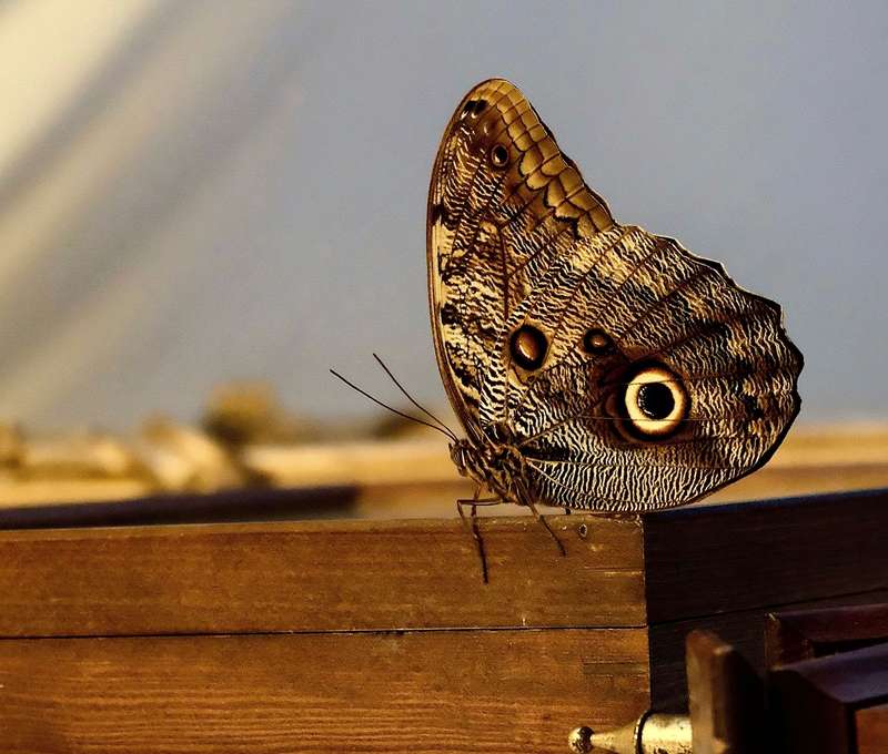 Navštívte exotické Living Butterfly Museum v Poľsku