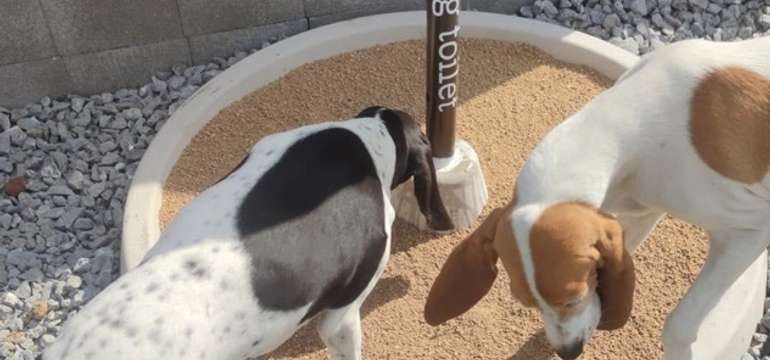 Psia toaleta ECO DOG TOILET ochráni vašu rodinu aj majetok