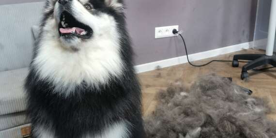 Kompletná úprava psíka v Pet salóne HaFun na Záhorí v Jablonovom/Jablonové