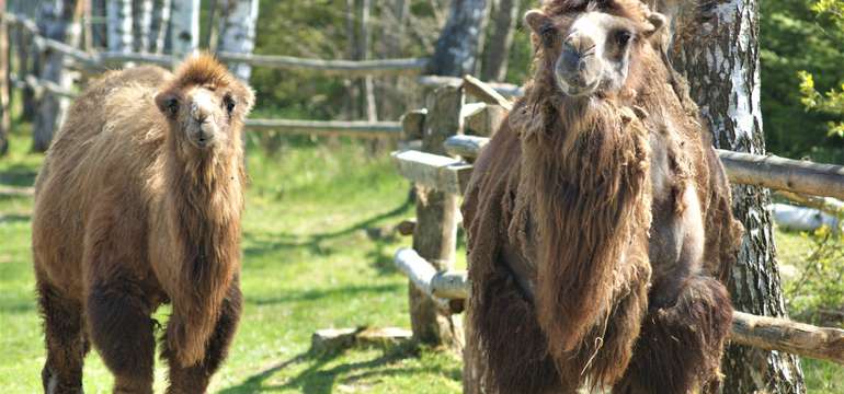 Vstupenka do ZOO a Monkeylandu pre dospelých, detí aj dôchodcov