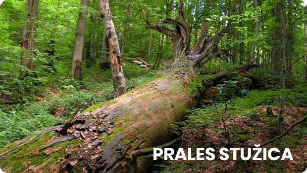 Prales struzica