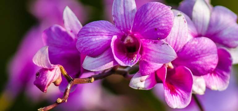 12. ročník: Výstava orchideí v rakúskom Klosterneuburg s prehliadkou mesta Viedeň