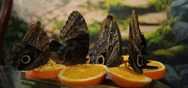 Vstup do sveta motýľov v Living Butterfly Museum v Zakopanom