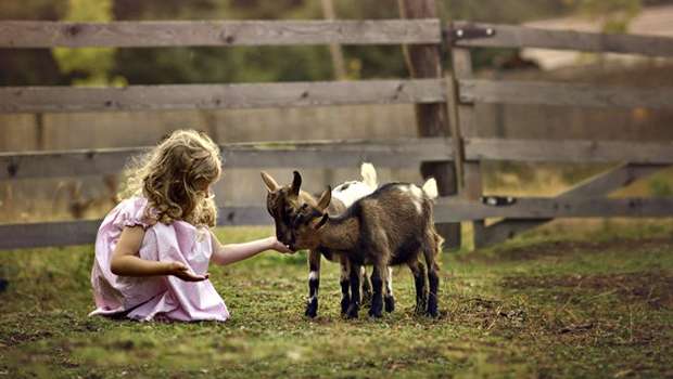 Obrázok: Farmapark.sk