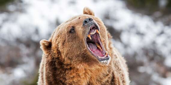 Zážitkové pozorovanie medveďov v Tatrách so sprievodcom, zapožičaním profesionálnej techniky a školením/Liptov - Pribylina - GRAND HOTEL PERMON