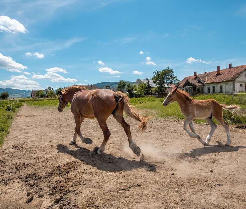 Dominantou Masarykovho dvora sú kone