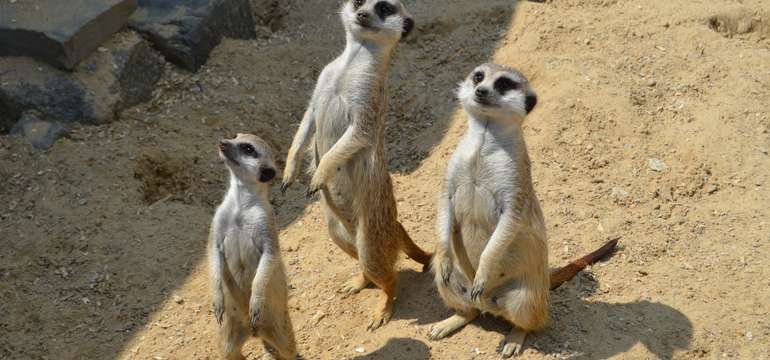 V cene rodinného pobytu je vstup do košickej ZOO