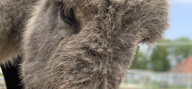 Na Farme pri potoku môžete pohladkať aj milého somárika