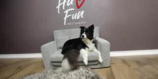 Kompletná úprava psíka v Pet salóne HaFun na Záhorí