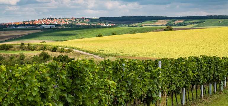 Velkopavlovický kraj je nádherný a láká k procházkám vinicemi