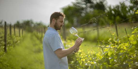 Darčekový poukaz na riadenú degustáciu vín Hrčka&Benian Winery/Trnava