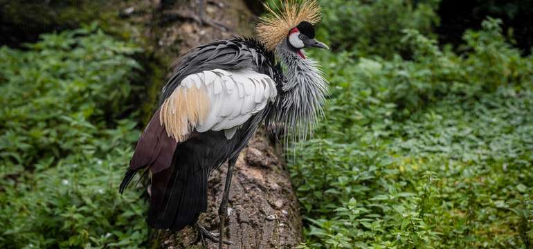 V zoologickej záhrade uvidíte cca 1500 zvierat vrátane unikátov
