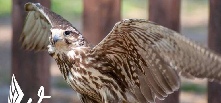 Sokoliareň a minizoo Devín