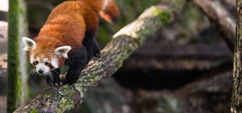 ZOO Košice je jedným z TOP 10 turistických cieľov na východnom Slovensku