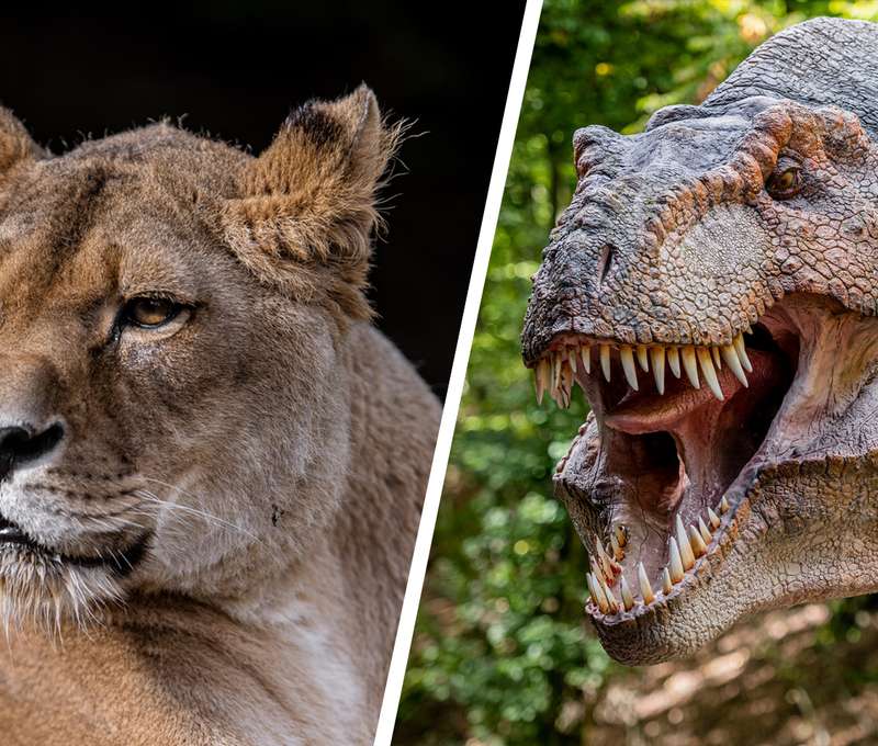 Vstupenka do ZOO Košice a DinoParku