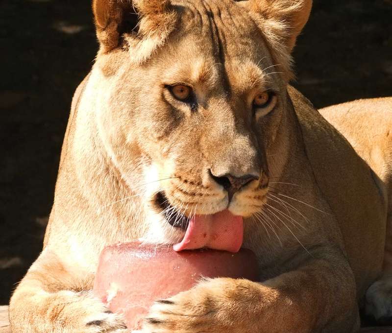 V cene rodinného pobytu je vstup do košickej ZOO