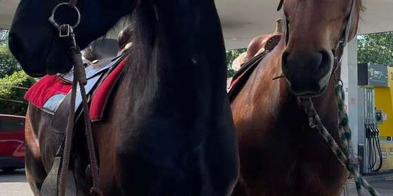 Tréning jazdenia, krúžok pre deti aj prechádzky na koni/Šenkvice