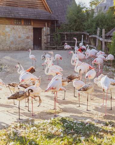 Výlet do ZOO Budapešť a Tropicaria s cestovnou kanceláriou Travelholic