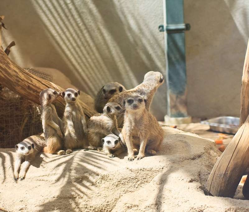 Tipy na výlety vo Viedni: ZOO