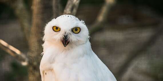 Vstupenky do ZOO v Spišskej Novej Vsi pre dospelých, deti aj dôchodcov/Spišská Nová Ves