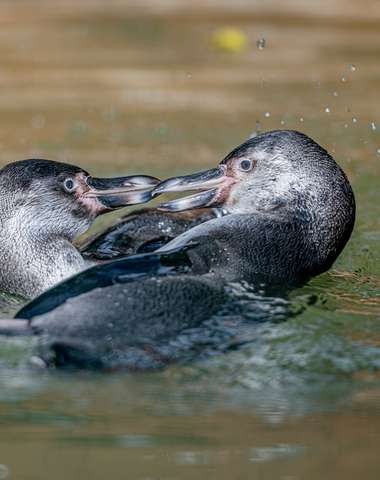 Zoologická záhrada Košice so svojimi zvieracími obyvateľmi