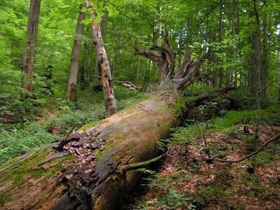 zdroj:www.forestportal.sk