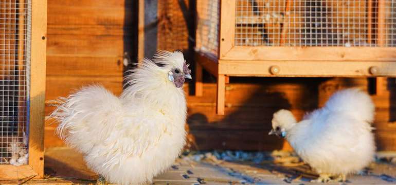 Hilsoníkova farmička so zvieratkami a bylinková záhrada
