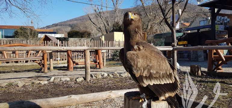 Sokoliareň a minizoo Devín