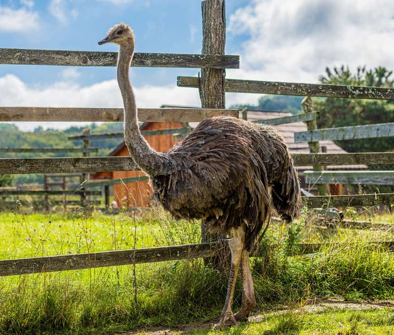 Zoologická záhrada Košice so svojimi zvieracími obyvateľmi