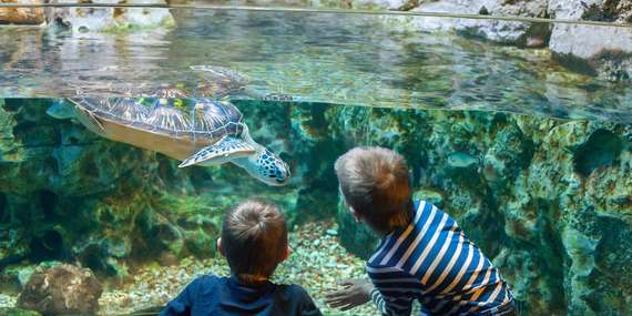 Viedeň nielen pre deti: Dom morí, Motýlí dom a ZOO Schönbrunn s CK Travelholic/Rakúsko - Viedeň