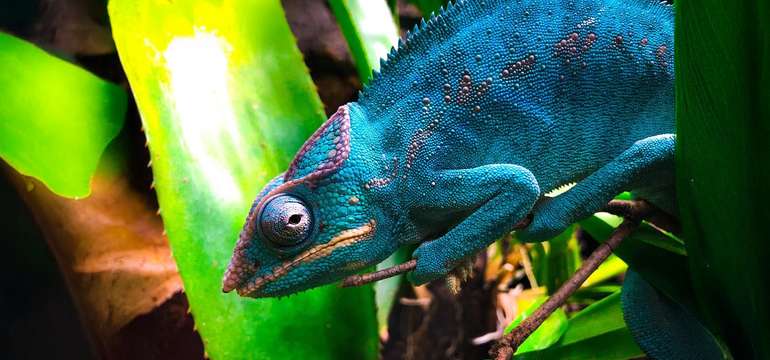 Kontaktná ZOO Tropical World - vstupy pre deti aj dospelých