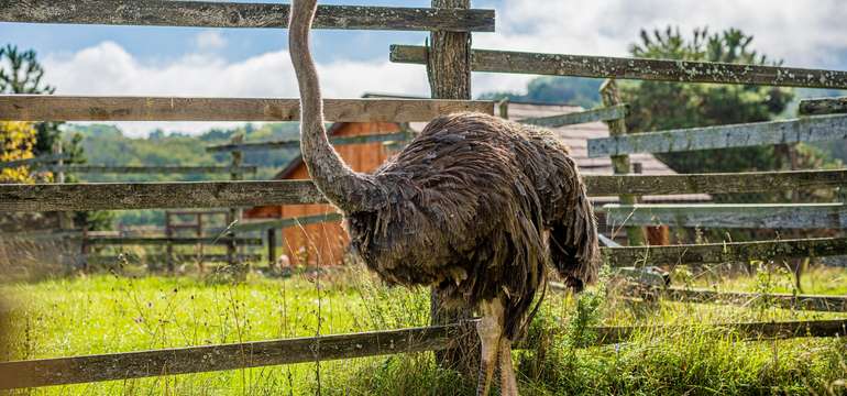 Zoologická záhrada Košice so svojimi zvieracími obyvateľmi