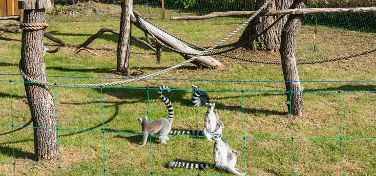 Vstupenka do ZOO a Monkeylandu pre dospelých, detí aj dôchodcov
