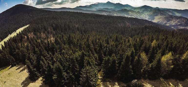 Orava
