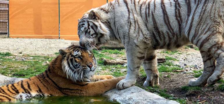 ZOOKONTAKT family park  je výlet na celý deň a zážitok na celý život