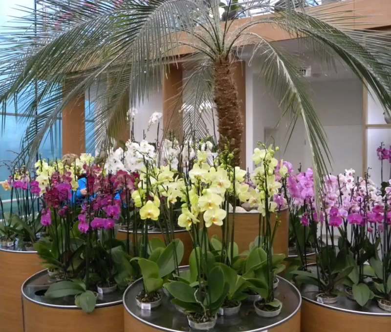 Kráľovstvo orchideí a tropická záhrada: jednodňový zájazd do Slovinska